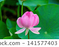 池塘里，一朵粉紅色的奧加蓮花美麗綻放。 141577403