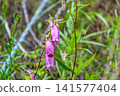 初夏時節，田野和山間盛開的風鈴草（Campanula punctata）的特寫。 141577404