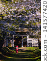 A woman in a kimono walking along a row of cherry trees 141577420