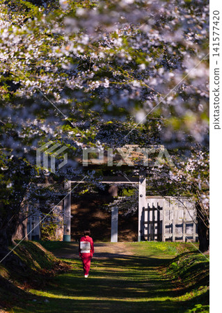 A woman in a kimono walking along a row of cherry trees A woman in a kimono walking along a row of cherry trees 141577420
