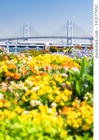 Springtime flower fields at Yamashita Park overlooking the Yokohama Bay Bridge 141577452
