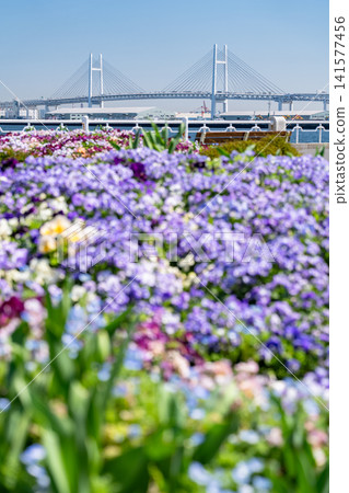 Springtime flower fields at Yamashita Park overlooking the Yokohama Bay Bridge Springtime flower fields at Yamashita Park overlooking the Yokohama Bay Bridge 141577456