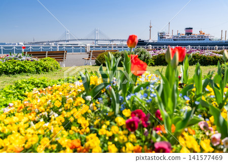 Springtime flower fields at Yamashita Park overlooking the Yokohama Bay Bridge 141577469