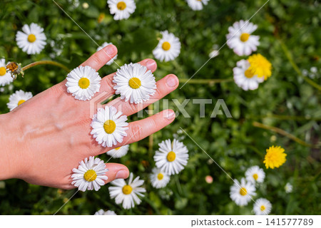 Daisy Flowers Growing in Grass with Hand Interacting with Blossoms. Close-up views of human hand gently holding daisy flowers between fingers. Concept of interaction with wildflowers and connecting Daisy Flowers Growing in Grass with Hand Interacting with Blossoms. Close-up views of human hand gently holding daisy flowers between fingers. Concept of interaction with wildflowers and connecting 141577789