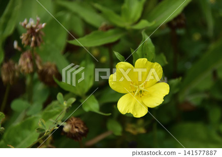 月見草(Oenothera biennis) 月見草(Oenothera biennis) 141577887