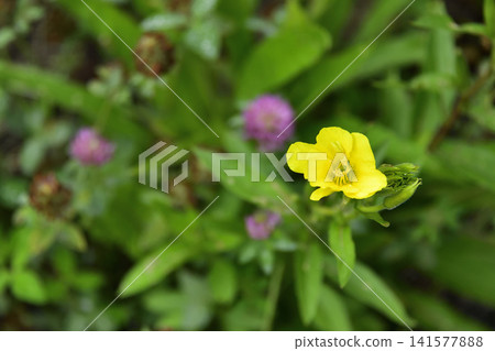 Evening primrose (Oenothera biennis) Evening primrose (Oenothera biennis) 141577888