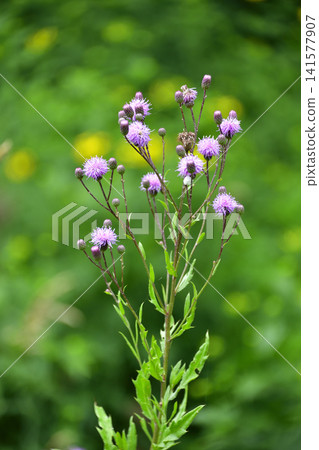 Wildflowers: Thistle Wildflowers: Thistle 141577907