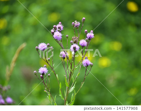 野花:薊 野花:薊 141577908