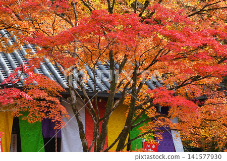 Kyoto, Imakumano Kannon-ji Temple: Beautiful autumn foliage and the Daishido Hall (Higashiyama Ward, Kyoto City, Kyoto Prefecture) Kyoto, Imakumano Kannon-ji Temple: Beautiful autumn foliage and the Daishido Hall (Higashiyama Ward, Kyoto City, Kyoto Prefecture) 141577930