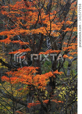The Kuzumaru River gorge is dyed in the colors of autumn. The Kuzumaru River gorge is dyed in the colors of autumn. 141577958