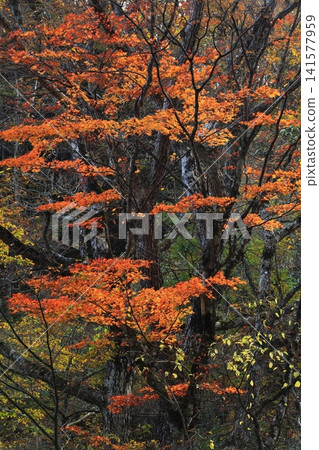 The Kuzumaru River gorge is dyed in the colors of autumn. The Kuzumaru River gorge is dyed in the colors of autumn. 141577959