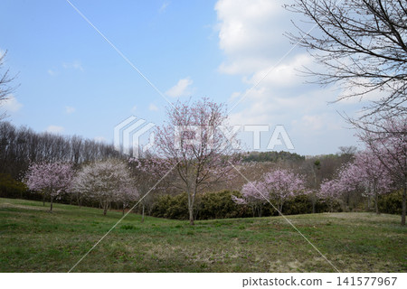 大宅墓群「油菜花與櫻花節」#33 大宅墓群「油菜花與櫻花節」#33 141577967