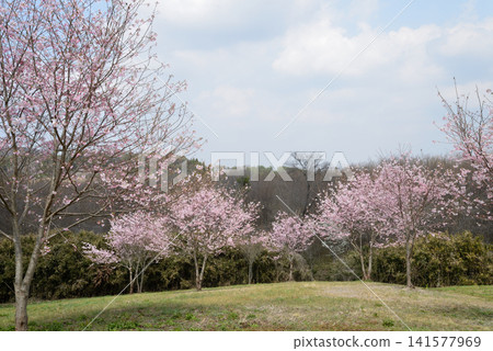 Oyake Tumulus Cluster "Rape Blossom and Cherry Blossom Festival" #35 Oyake Tumulus Cluster "Rape Blossom and Cherry Blossom Festival" #35 141577969