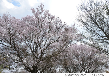 大宅墓群「油菜花與櫻花節」#36 大宅墓群「油菜花與櫻花節」#36 141577970
