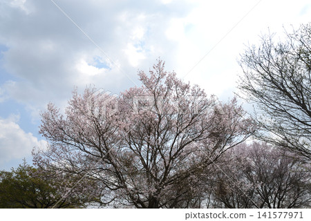 Oyake Tumulus Cluster "Rape Blossom and Cherry Blossom Festival" #37 Oyake Tumulus Cluster "Rape Blossom and Cherry Blossom Festival" #37 141577971