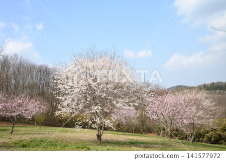 Oyake Tumulus Cluster "Rape Blossom and Cherry Blossom Festival" #38 Oyake Tumulus Cluster "Rape Blossom and Cherry Blossom Festival" #38 141577972