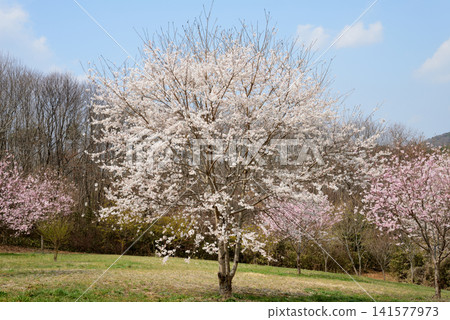大宅墓群「油菜花與櫻花節」#39 141577973