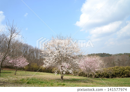 大宅墓群「油菜花與櫻花節」#40 大宅墓群「油菜花與櫻花節」#40 141577974