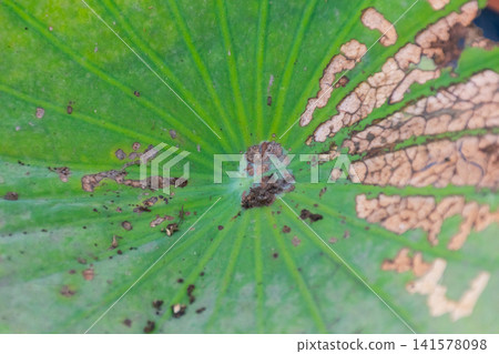 Closeup of lotus leaf natural brown damage detailed veins organic texture showing plant aging weathering botanical patterns natural daylight Closeup of lotus leaf natural brown damage detailed veins organic texture showing plant aging weathering botanical patterns natural daylight 141578098