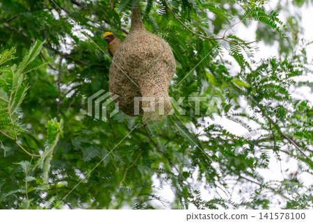 Woven baya weaver bird nest hanging from tree branch showing remarkable natural craftsmanship wildlife habitat tropical biodiversity outdoor daylight Woven baya weaver bird nest hanging from tree branch showing remarkable natural craftsmanship wildlife habitat tropical biodiversity outdoor daylight 141578100