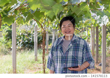 Smiling woman holding tablet vineyard checking grape cultivation farm management surrounded by healthy green vines natural daylight Smiling woman holding tablet vineyard checking grape cultivation farm management surrounded by healthy green vines natural daylight 141578113