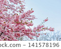 Pink Cherry Blossoms Blooming in Spring Against Clear Blue Sky in Prague 141578196