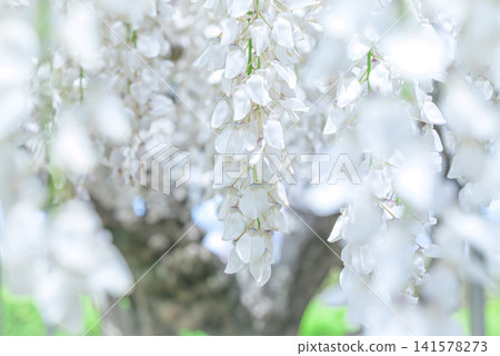 Shirafuji Shirafuji 141578273
