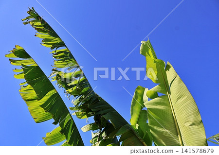 Large Green Banana Leaves Against Clear Blue Sky. 141578679