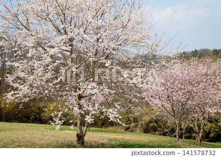 大宅墓群「油菜花與櫻花節」#41 大宅墓群「油菜花與櫻花節」#41 141578732