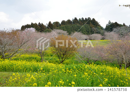 大宅墓群「油菜花與櫻花節」#47 大宅墓群「油菜花與櫻花節」#47 141578738