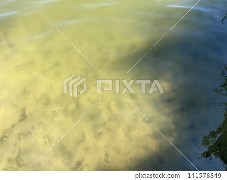 Calm peaceful lake in city park Calm peaceful lake in city park 141578849
