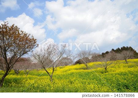 Oyake Tumulus Cluster "Rape Blossom and Cherry Blossom Festival" #57 Oyake Tumulus Cluster "Rape Blossom and Cherry Blossom Festival" #57 141578866