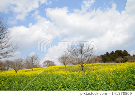 大宅墓群「油菜花與櫻花節」#60 大宅墓群「油菜花與櫻花節」#60 141578869
