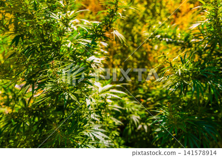 Close-up of Green Cannabis Plants in Bright Sunlight Close-up of Green Cannabis Plants in Bright Sunlight 141578914