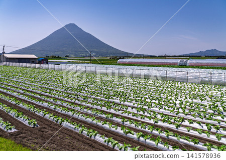 鹿兒島縣開門山(薩摩富士山)的春季景色以及廣闊的鄉村風光。 鹿兒島縣開門山(薩摩富士山)的春季景色以及廣闊的鄉村風光。 141578936