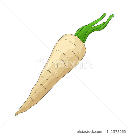 Illustration of Parsnip Illustration of Parsnip 141578963