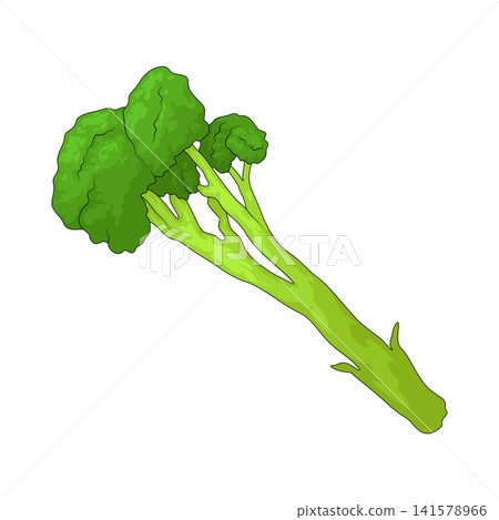 Illustration of Broccolini 141578966