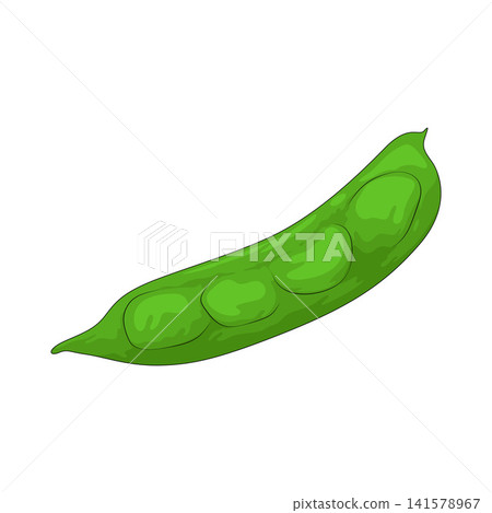 Illustration of Lima Bean Illustration of Lima Bean 141578967