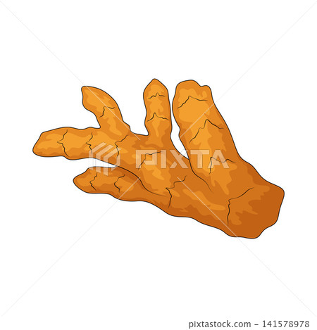 Illustration of Turmeric Illustration of Turmeric 141578978
