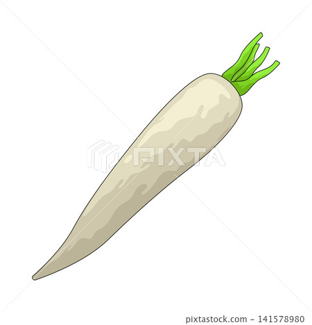 Illustration of Daikon Radish Illustration of Daikon Radish 141578980
