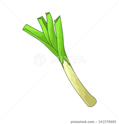 Illustration of Leek Illustration of Leek 141578985