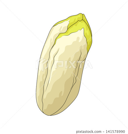 Illustration of Endive Illustration of Endive 141578990