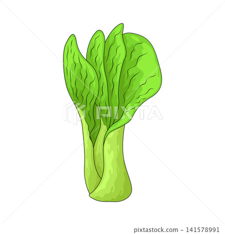 Illustration of Bok Choy 141578991