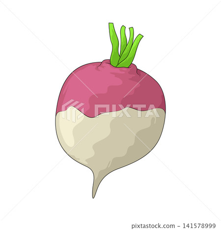 Illustration of Turnip Illustration of Turnip 141578999