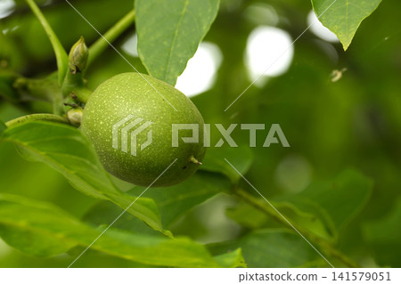 Green walnut fruit hanging from a branch surrounded by lush leaves Green walnut fruit hanging from a branch surrounded by lush leaves 141579051
