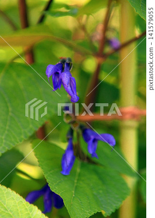 Salvia Salvia 141579055