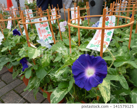 Iriya Morning Glory Market, Tokyo Iriya Morning Glory Market, Tokyo 141579125
