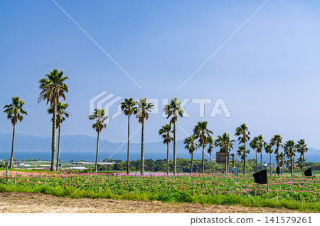 Ibusuki City - A spring landscape of palm trees and rice fields in the southern region. Ibusuki City - A spring landscape of palm trees and rice fields in the southern region. 141579261