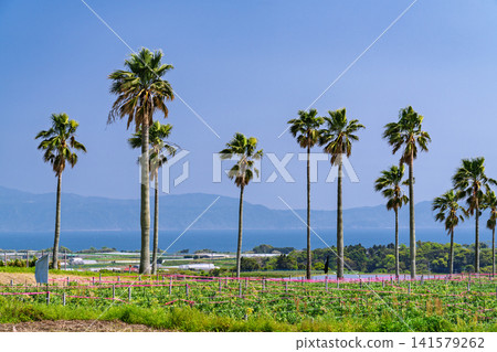 Ibusuki City - A spring landscape of palm trees and rice fields in the southern region. Ibusuki City - A spring landscape of palm trees and rice fields in the southern region. 141579262
