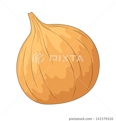 Illustration of Onion Illustration of Onion 141579320